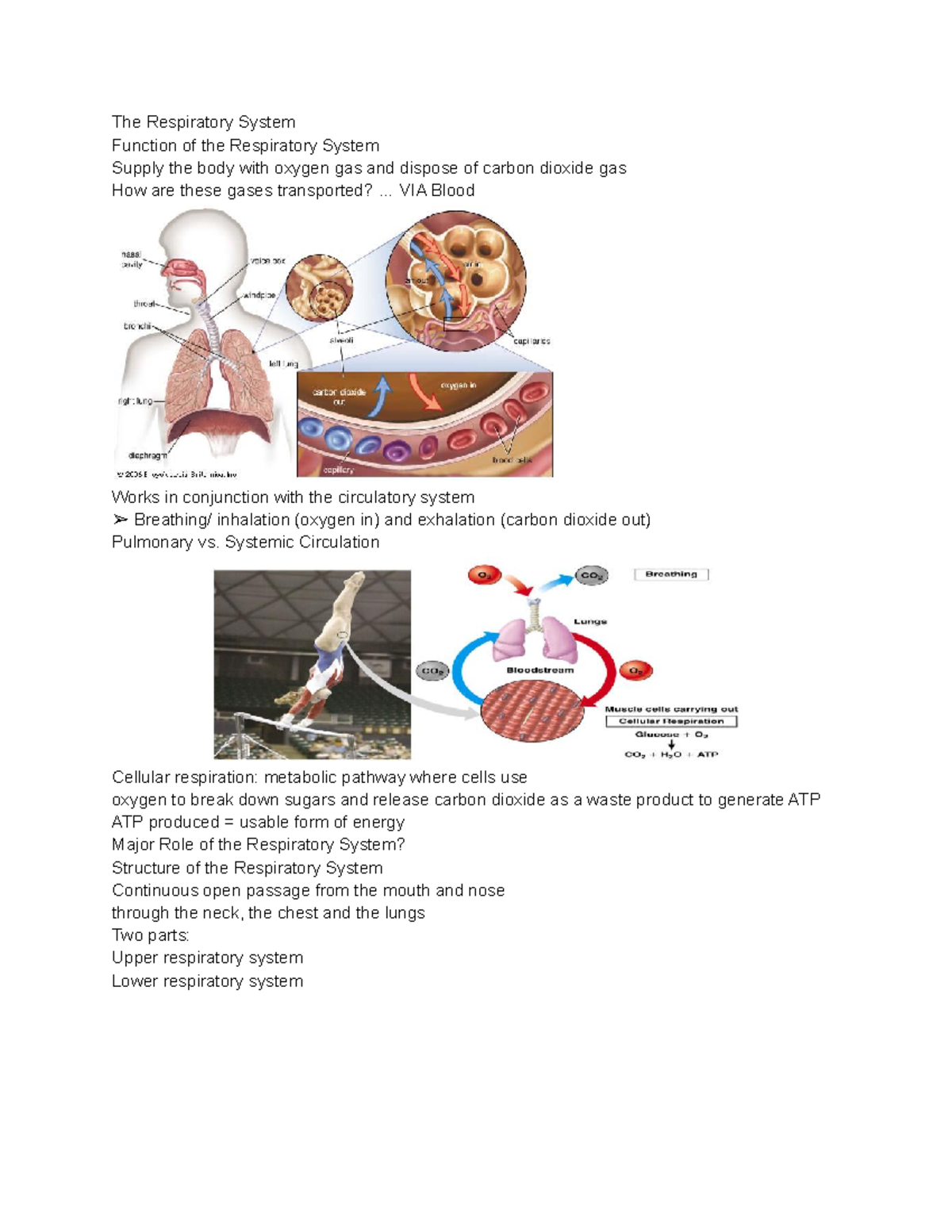 The respiratory system and chronic lung disease - The Respiratory ...