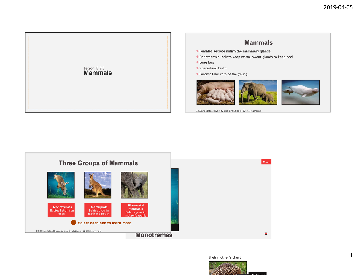 BIOL202 Lesson 12 Part 7 Mammals - Duck-billed platypus Monotremes Menu