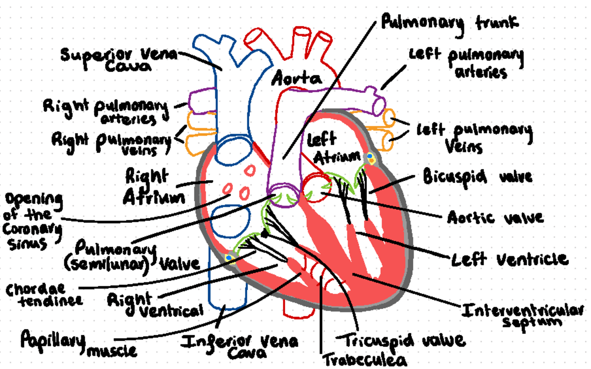 Helpful drawings HUBS192 - diagrams of the heart and skin - Pulmonary ...