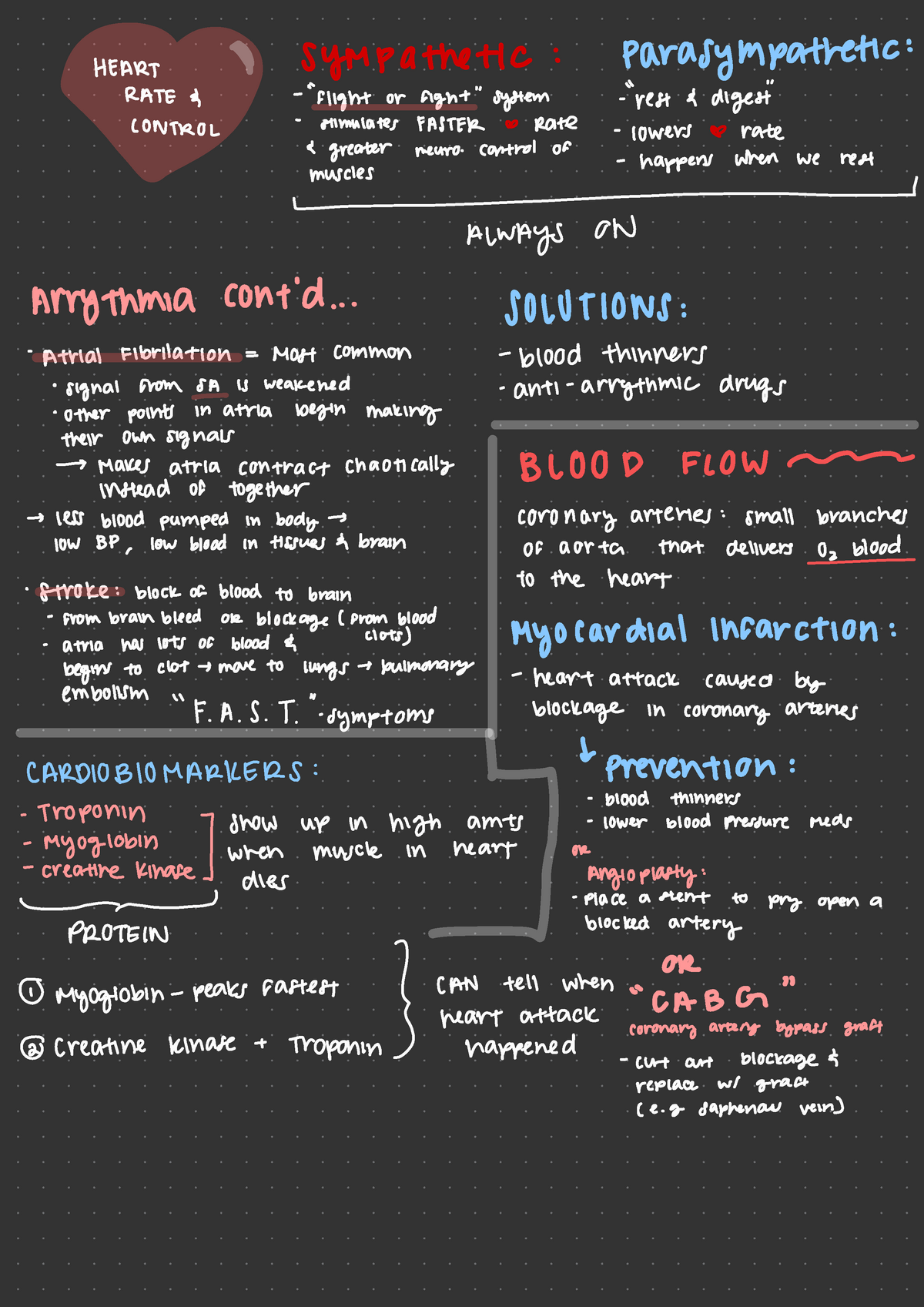 Anatomy Lecture - Blood and Circulation - HEART Sympathetic ...