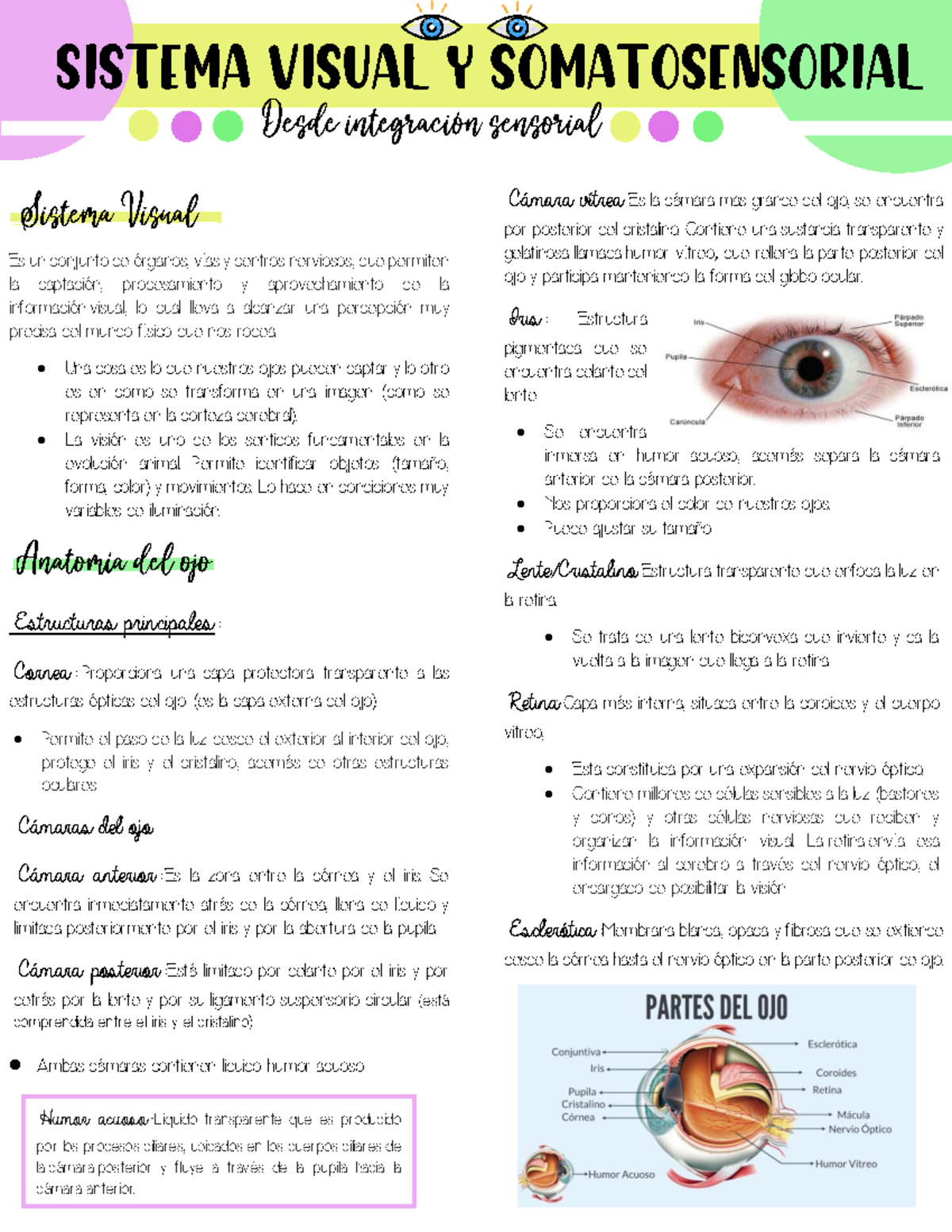 Sistema visual y somatosensorial - Es un conjunto de Ûrganos, vÌas y ...