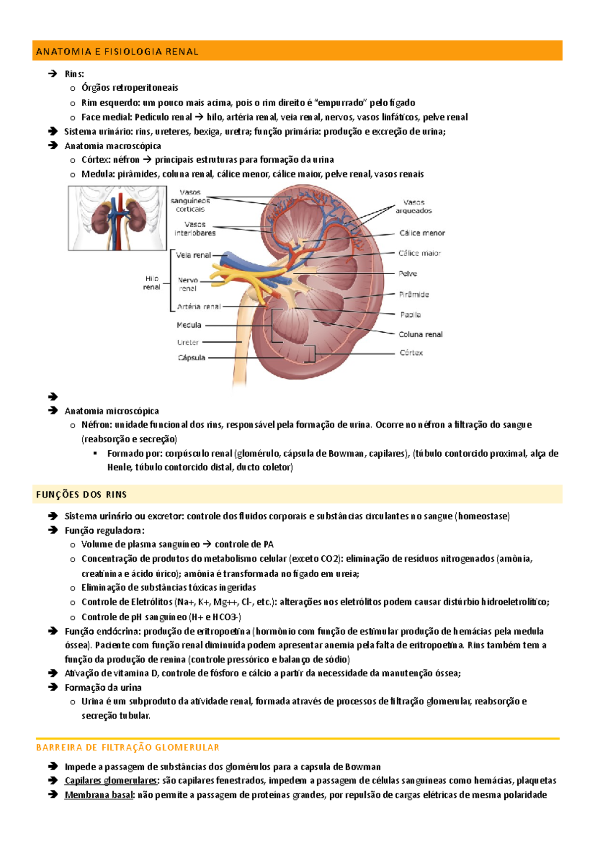3 fsfsf ANATOMIA E FISIOLOGIA RENAL Rins o Órgãos retroperitoneais o Rim esquerdo um pouco 3 fsfsf ANATOMIA E FISIOLOGIA RENAL Rins o Órgãos retroperitoneais o Rim esquerdo um pouco