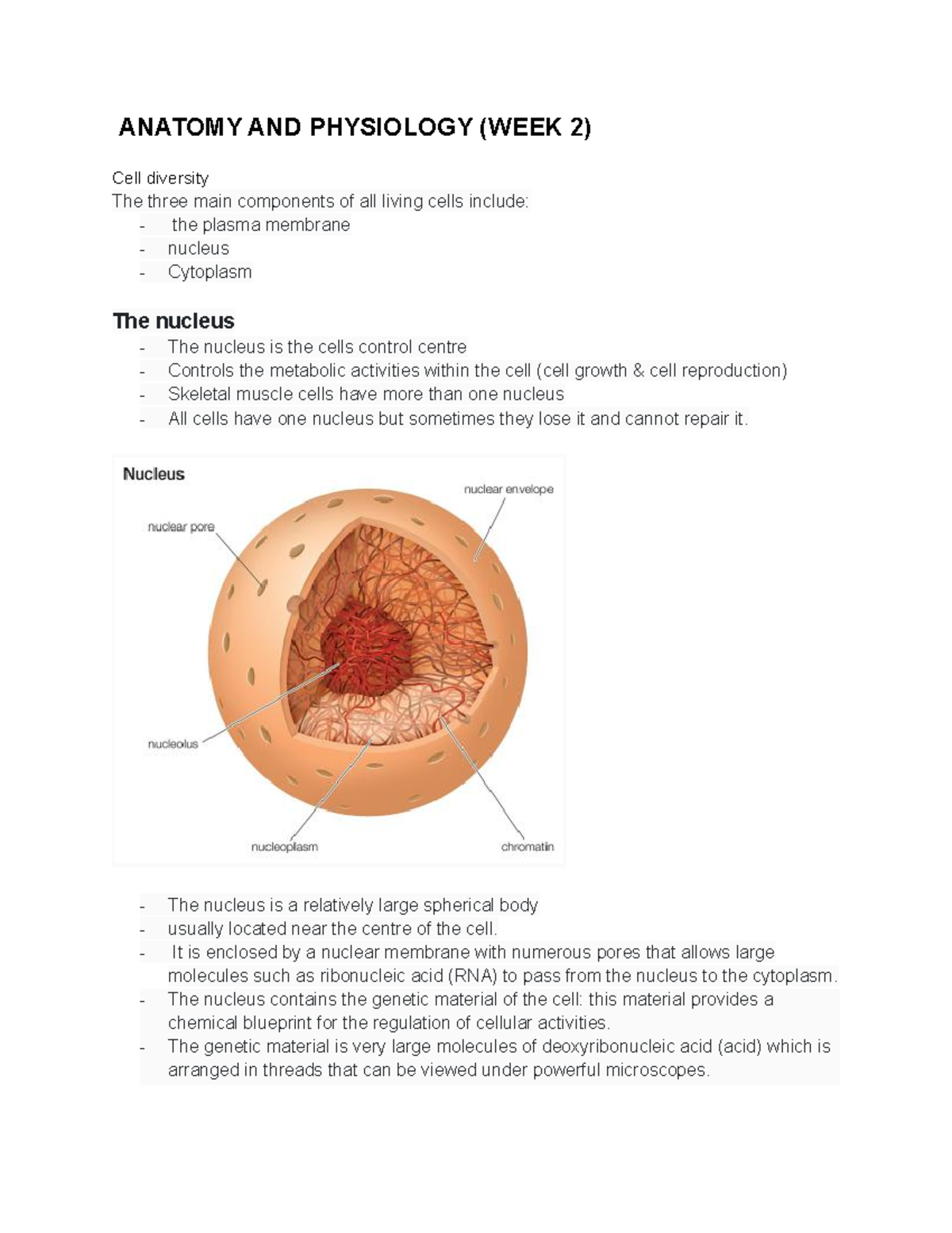 Anatomy And Physiology Cells And Tissues Week 2 Anatomy And Anatomy And Physiology Cells And Tissues Week 2 Anatomy And