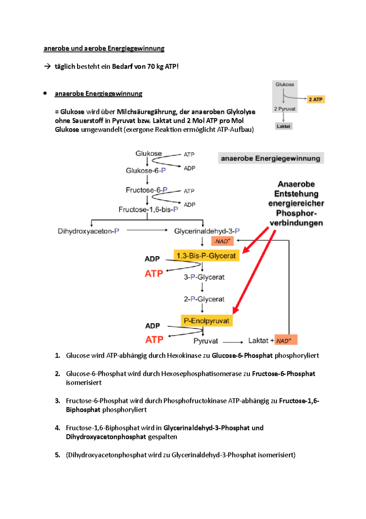 Anaerobe Und Aerobe Energiegewinnung Anerobe und aerobe Energiegewinnung - Laktat und 2 Mol ATP pro Mol