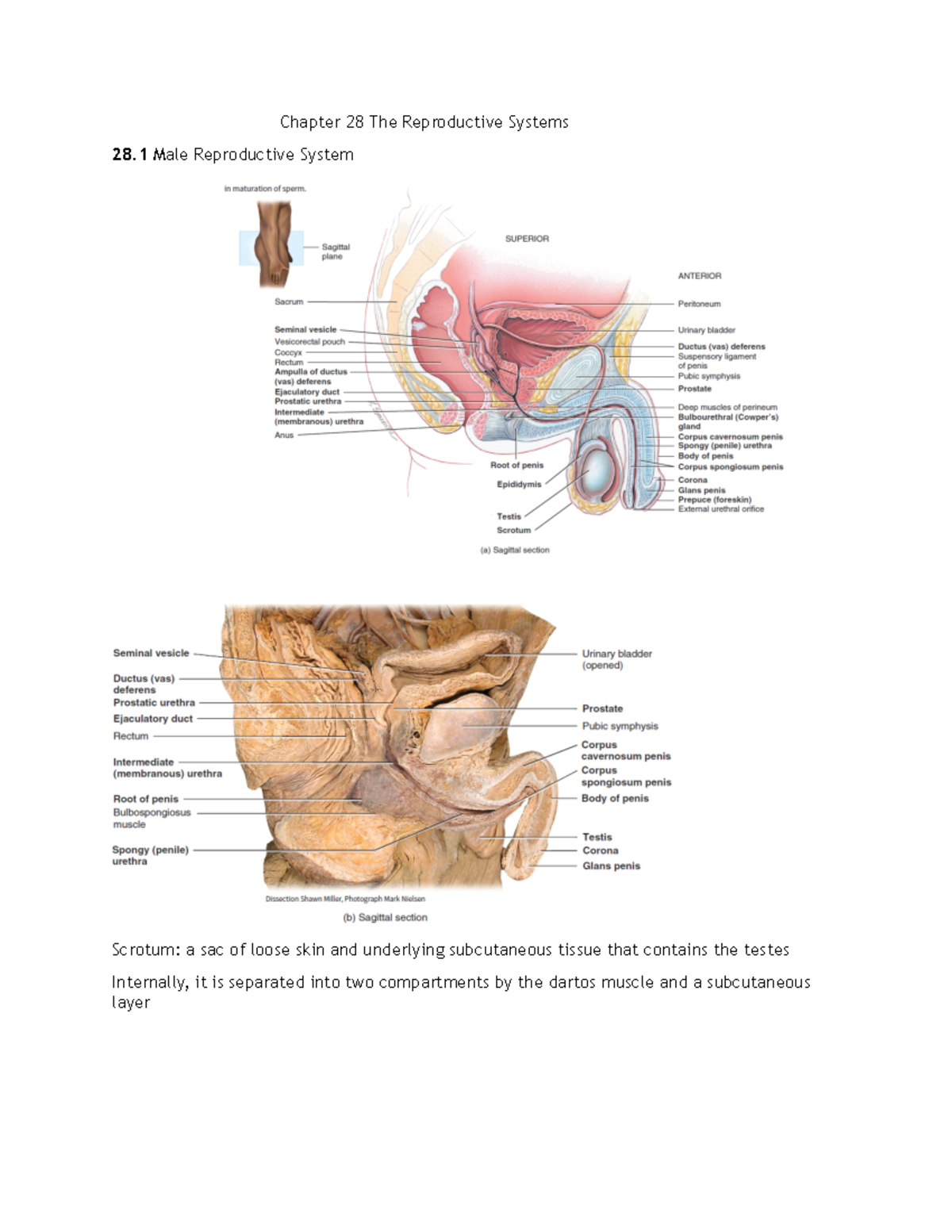 Chapter 28 The Reproductive Systems Chapter 28 The Reproductive Systems 28 Male Reproductive