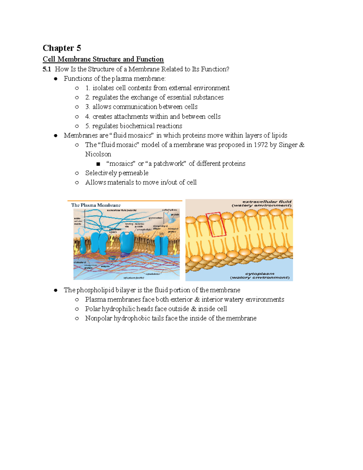 Biology 1001 Chappter 5 Notes - Chapter 5 Cell Membrane Structure and ...