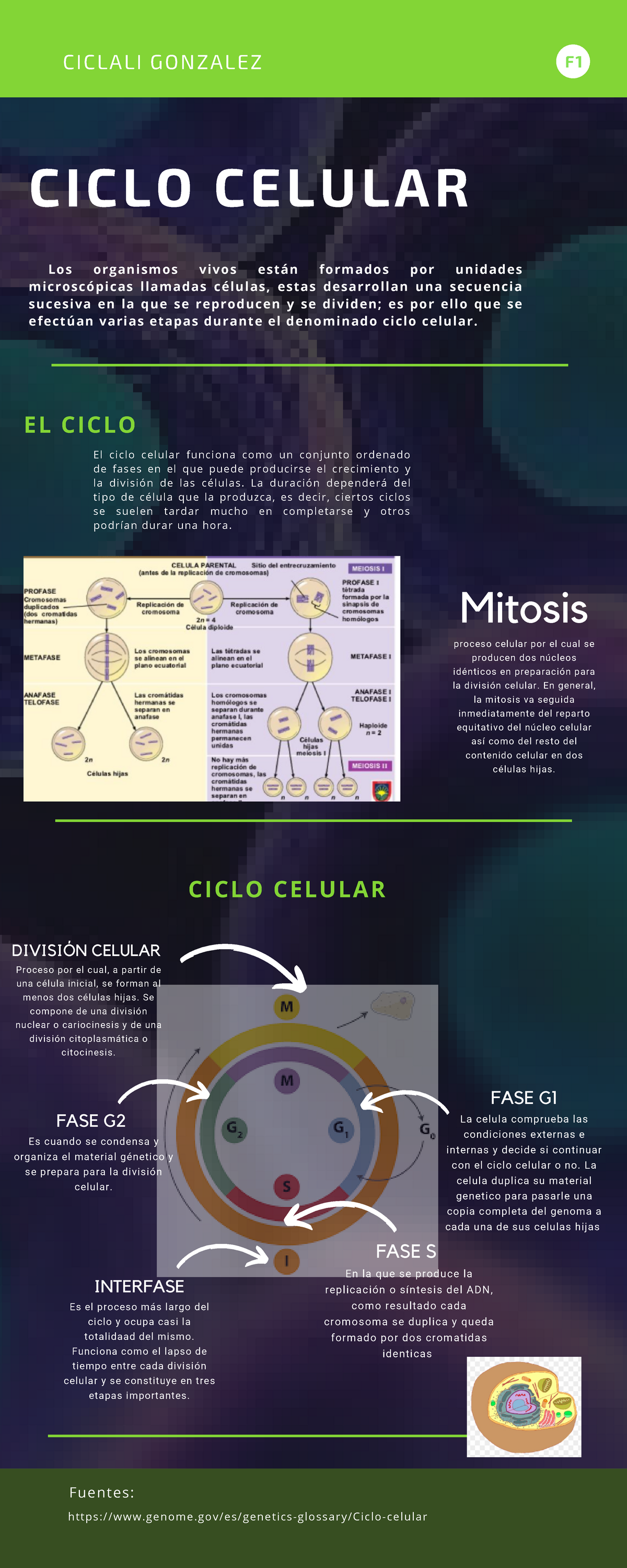 Modelo Del Ciclo Celular 4172