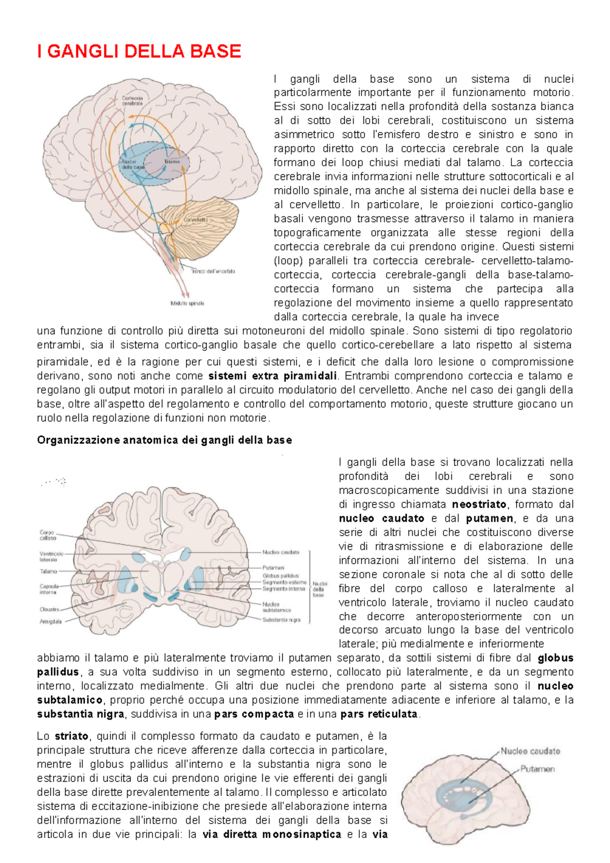 gangli della base