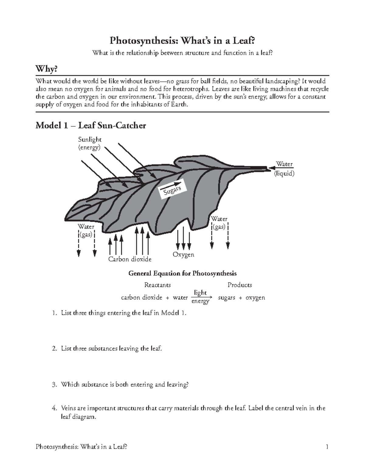 Plant Structure Overview - Photosynthesis: What’s in a Leaf? 1 ...