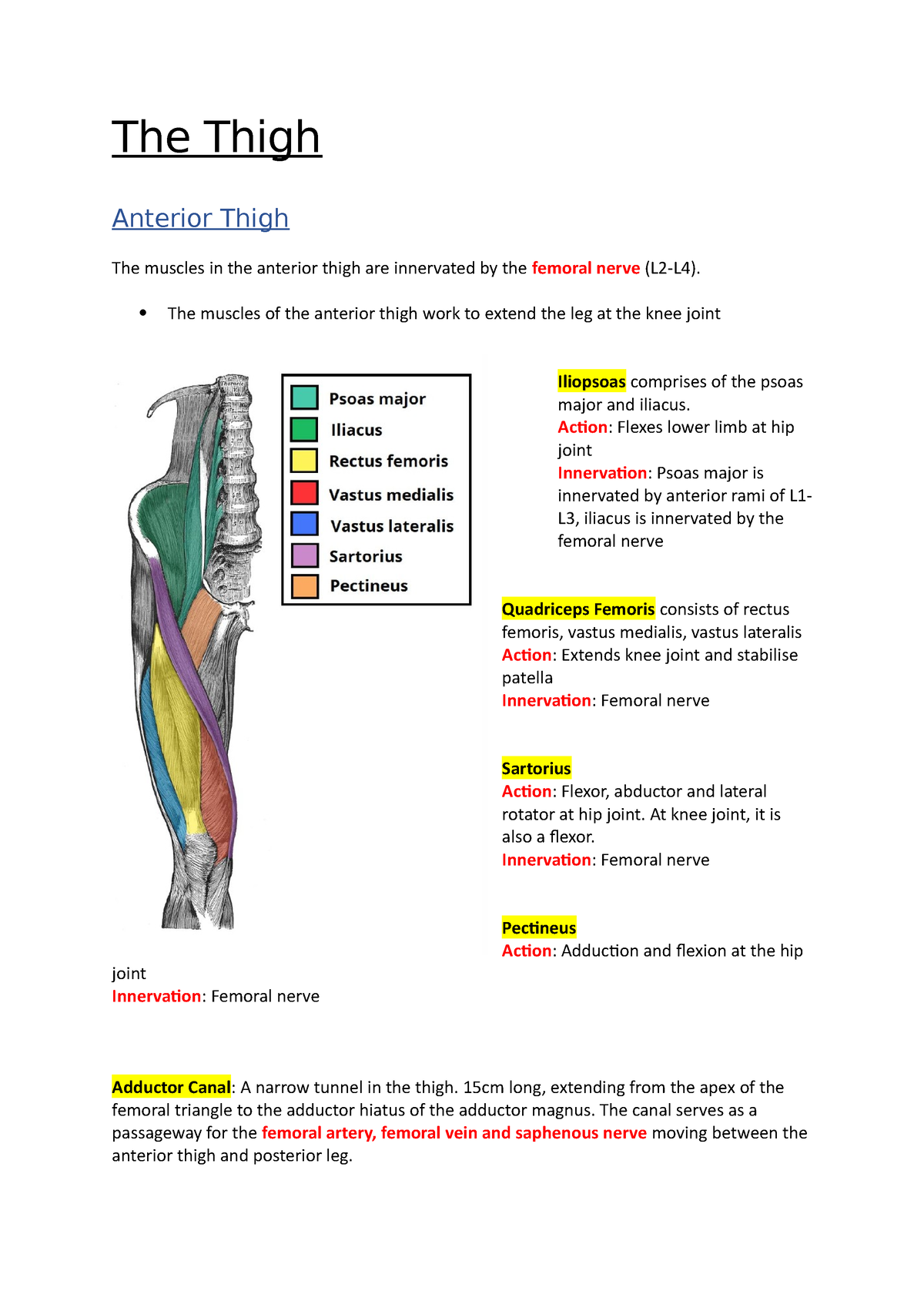 The Thigh - Anatomy Notes - The Thigh Anterior Thigh The Muscles In The ...