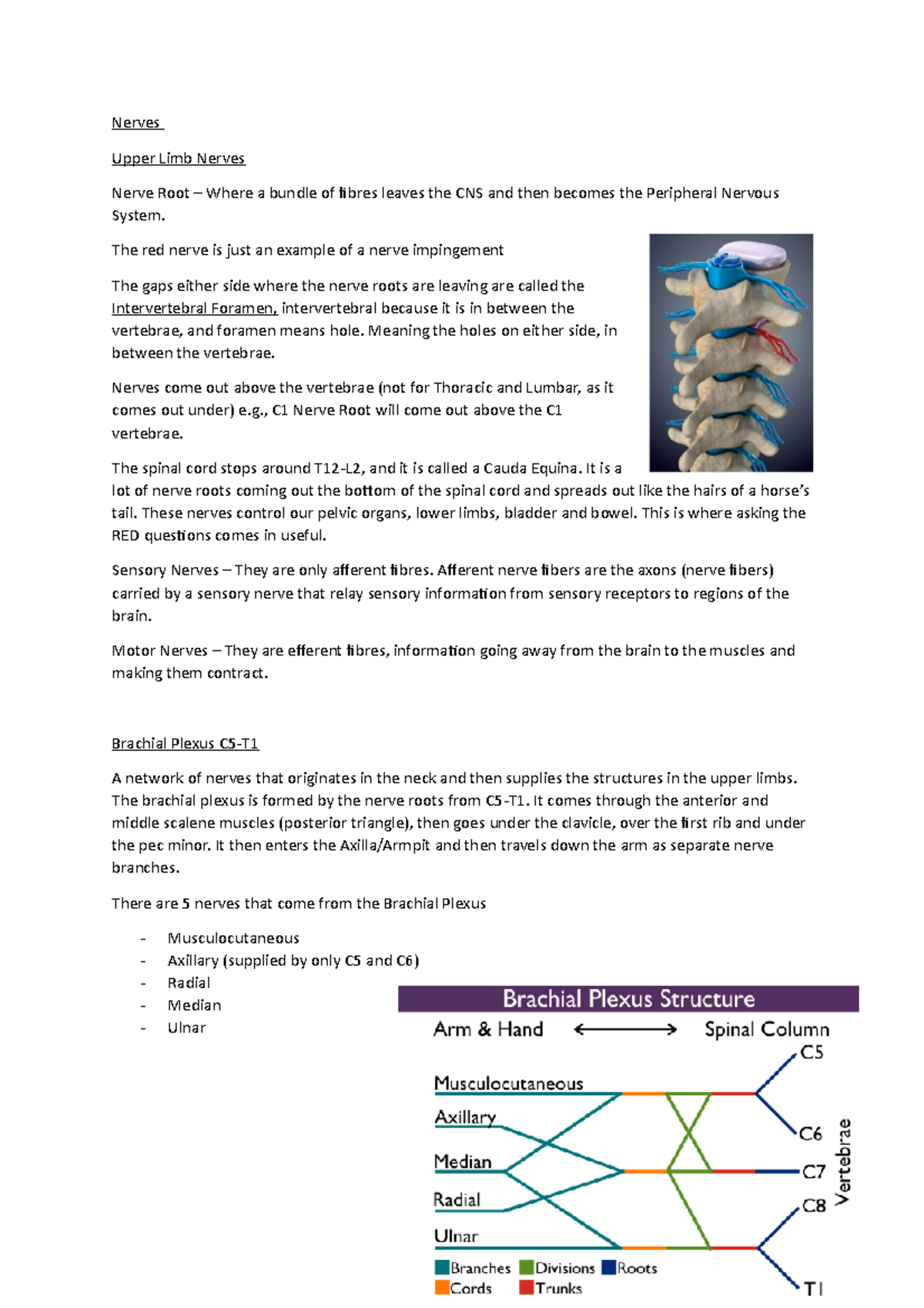 Nerves Sports Science is the study of how the healthy human body