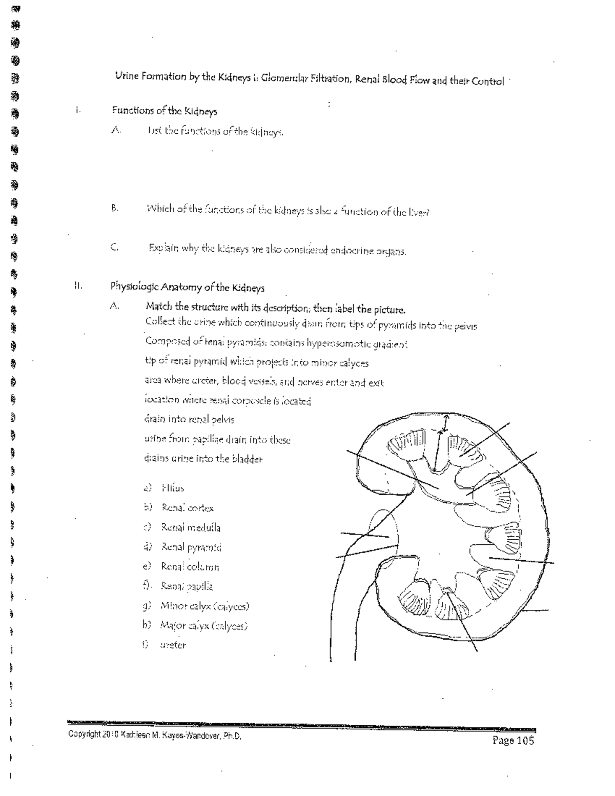 Worksheets on Kidney glomerular filtration BIOL 4510 UNT Studocu