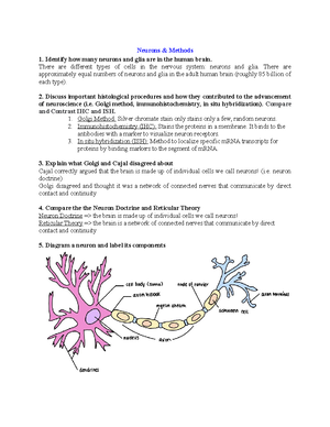 Neurotransmitter Systems II - Neurotransmitter Systems II Describe the ...