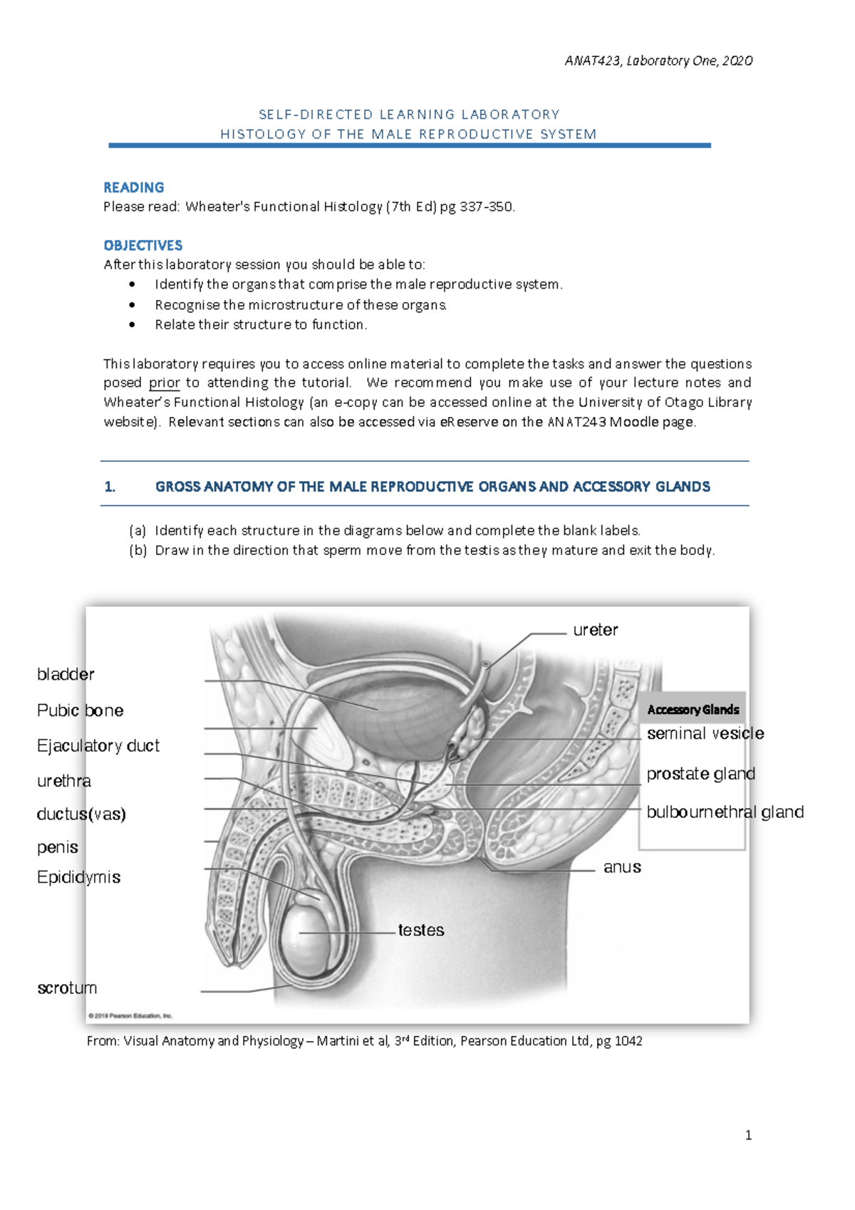 Anat243 2020 - Lab 1 - self-directed learning - male histology - S E L ...