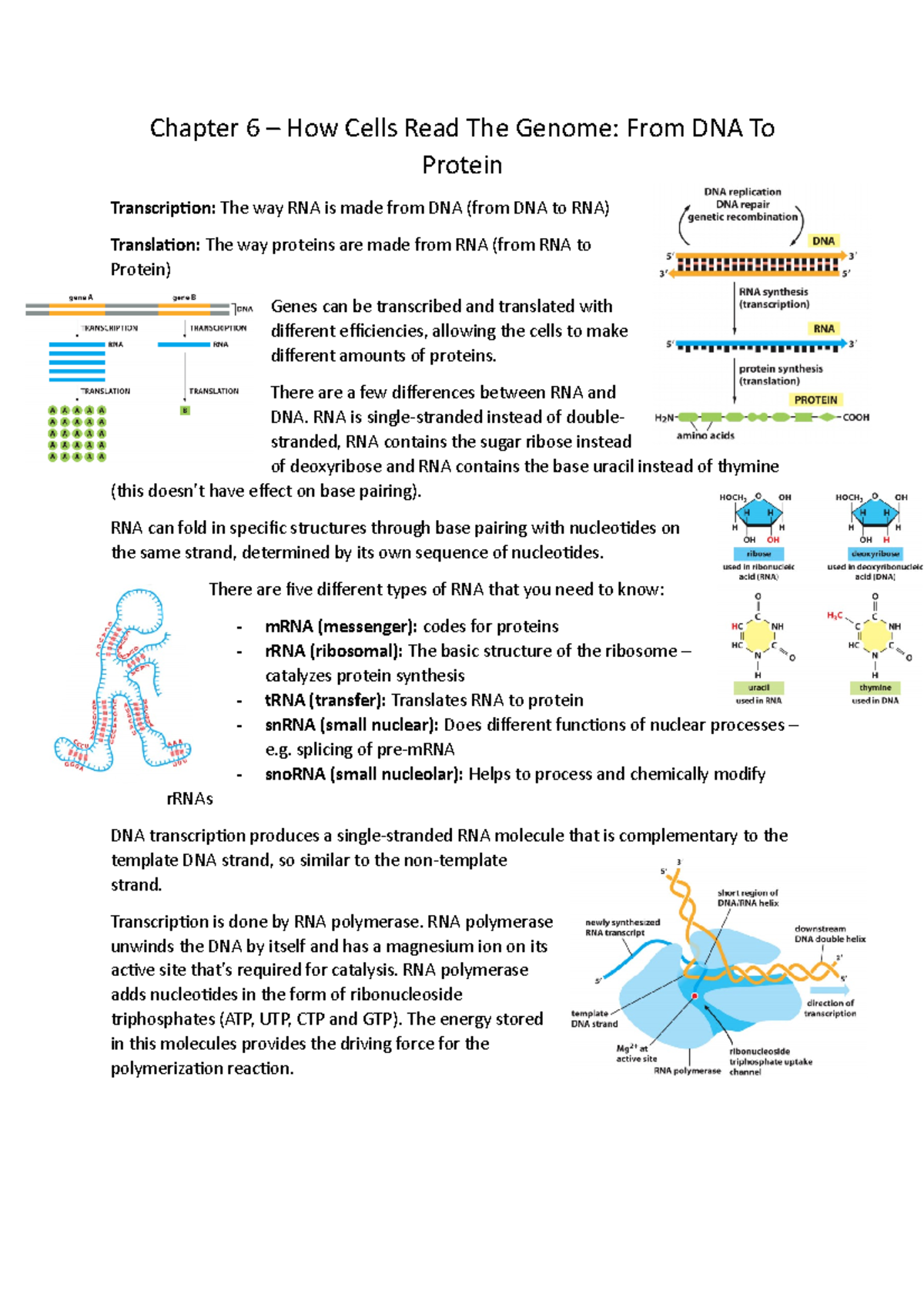 Molecular Biology Of The Cell Chapter 6 - Chapter 6 How Cells Read The ...