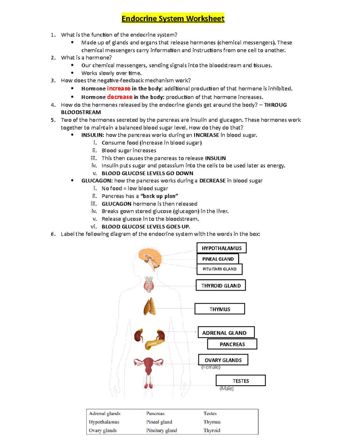 Endocrine System Worksheet Endocrine System Worksheet What Is The