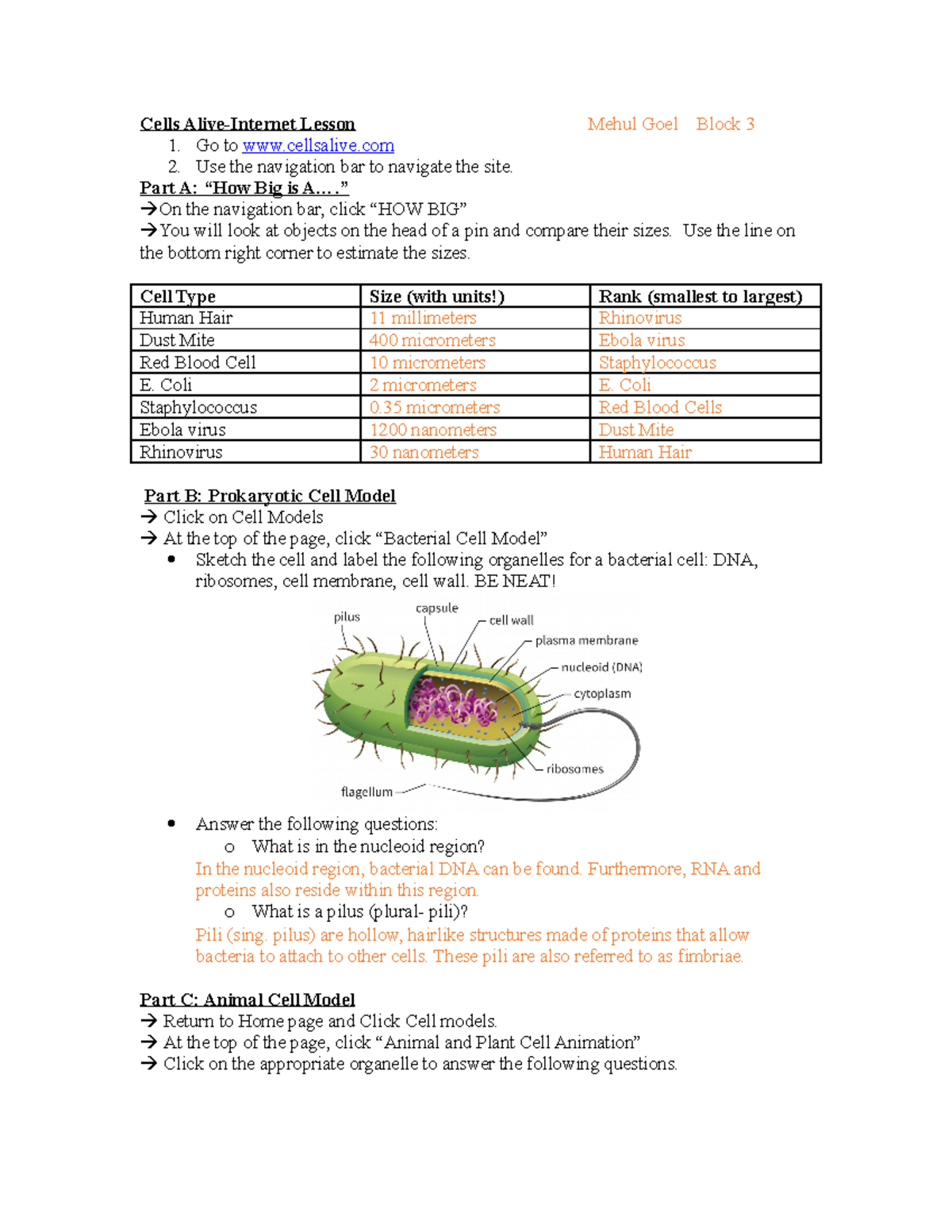 Cells Alive Worksheet Answer Key Englishworksheet my id
