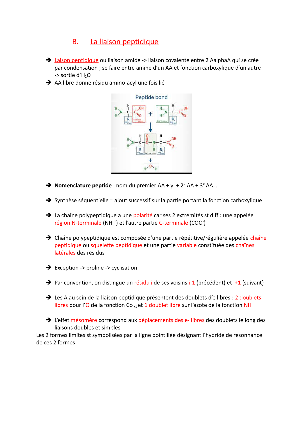 3 - Notes De Cours - B. La Liaison Peptidique Laison Peptidique Ou ...