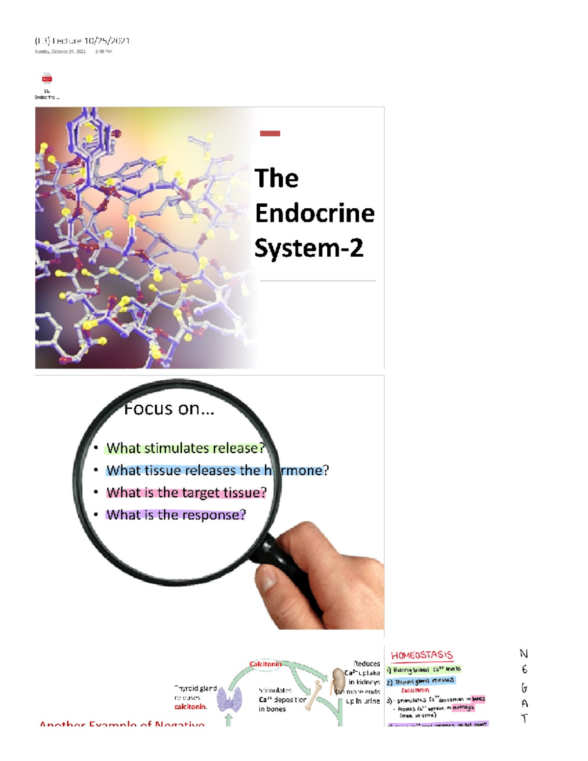 Bio 106 Lecture 24 - BIOL 106 - Studocu