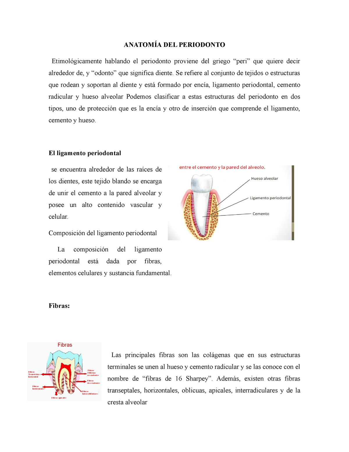 espacio del ligamento periodontal