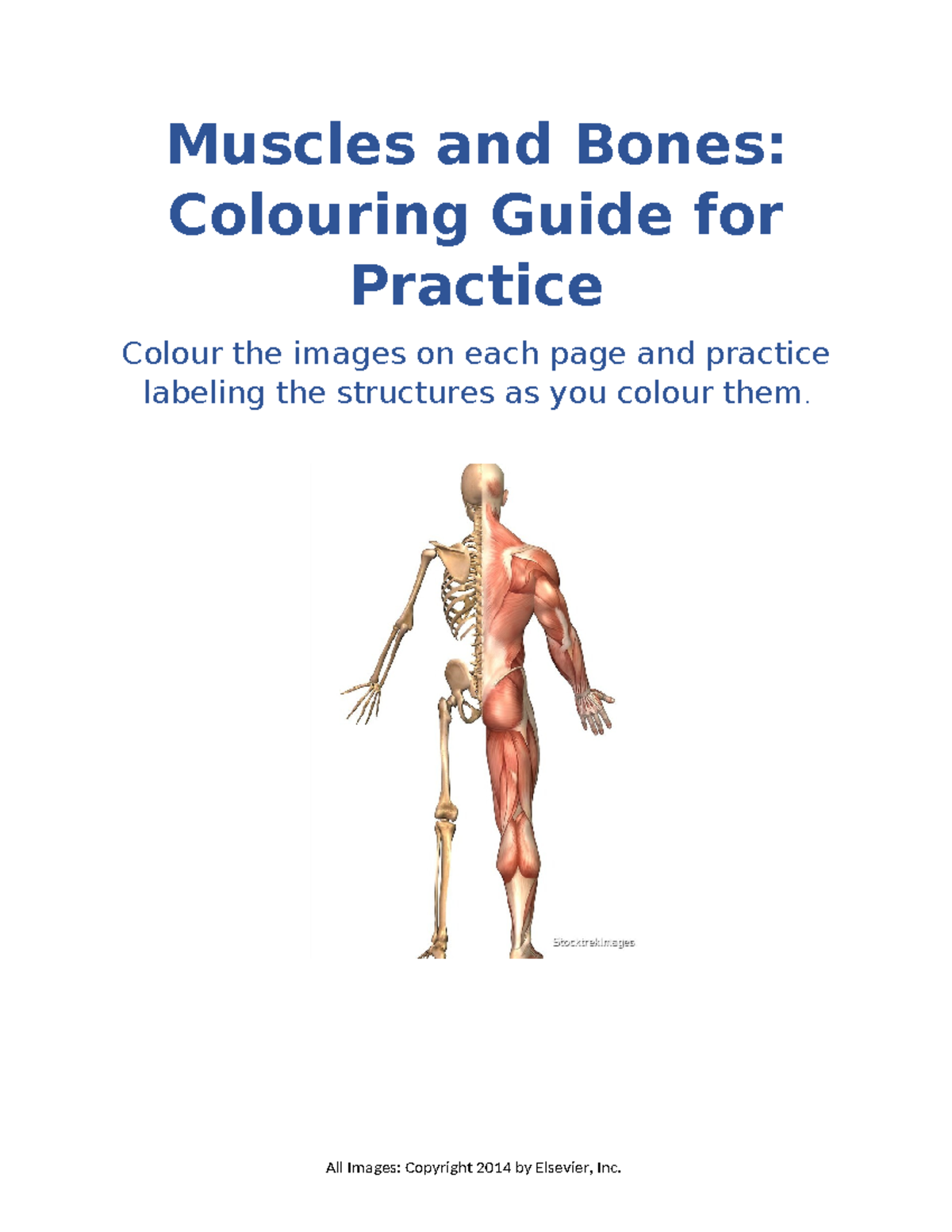 Muscles and Bones Colouring Guide 1 - Muscles and Bones: Colouring ...