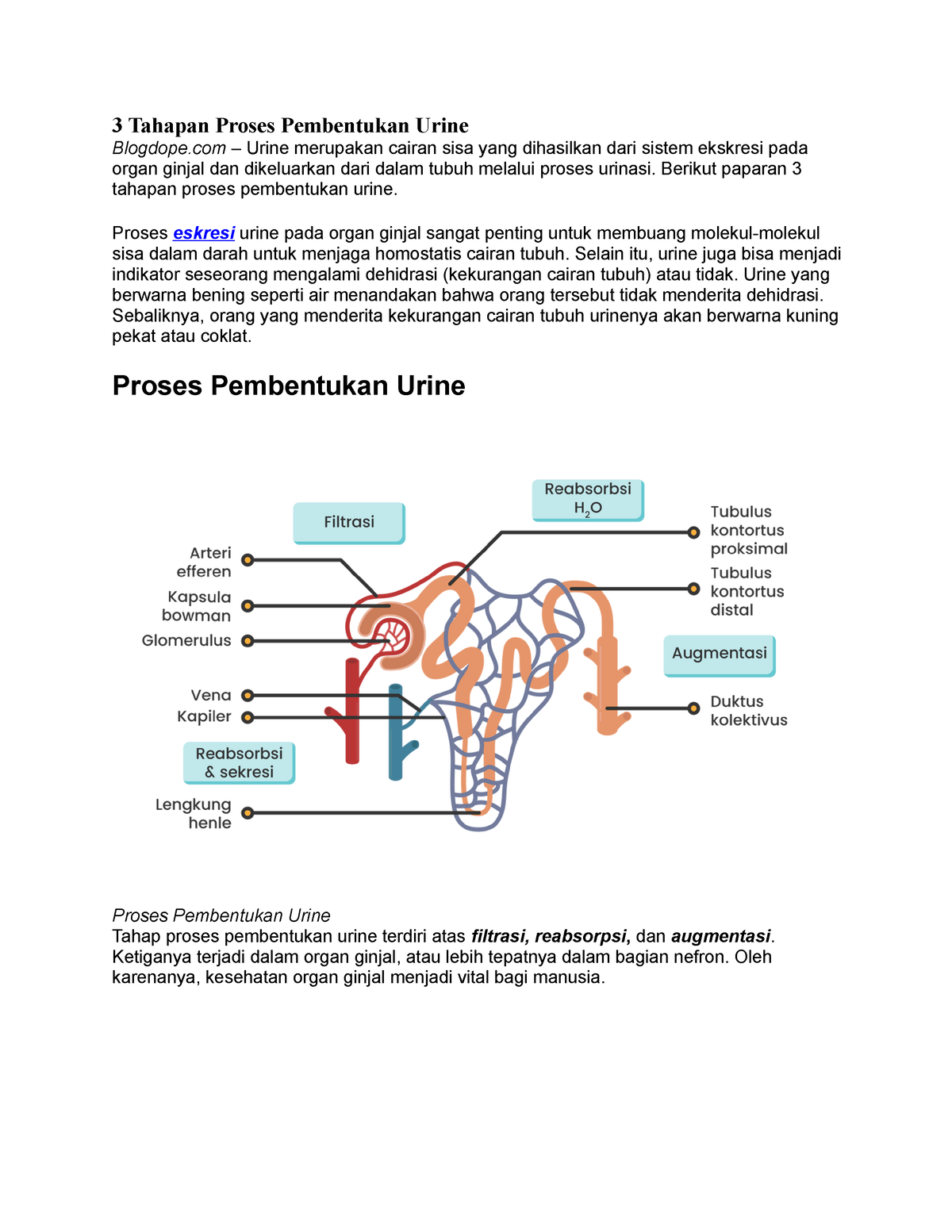 Pembentukan Urin As Information 3 Tahapan Proses Pembentukan Urine