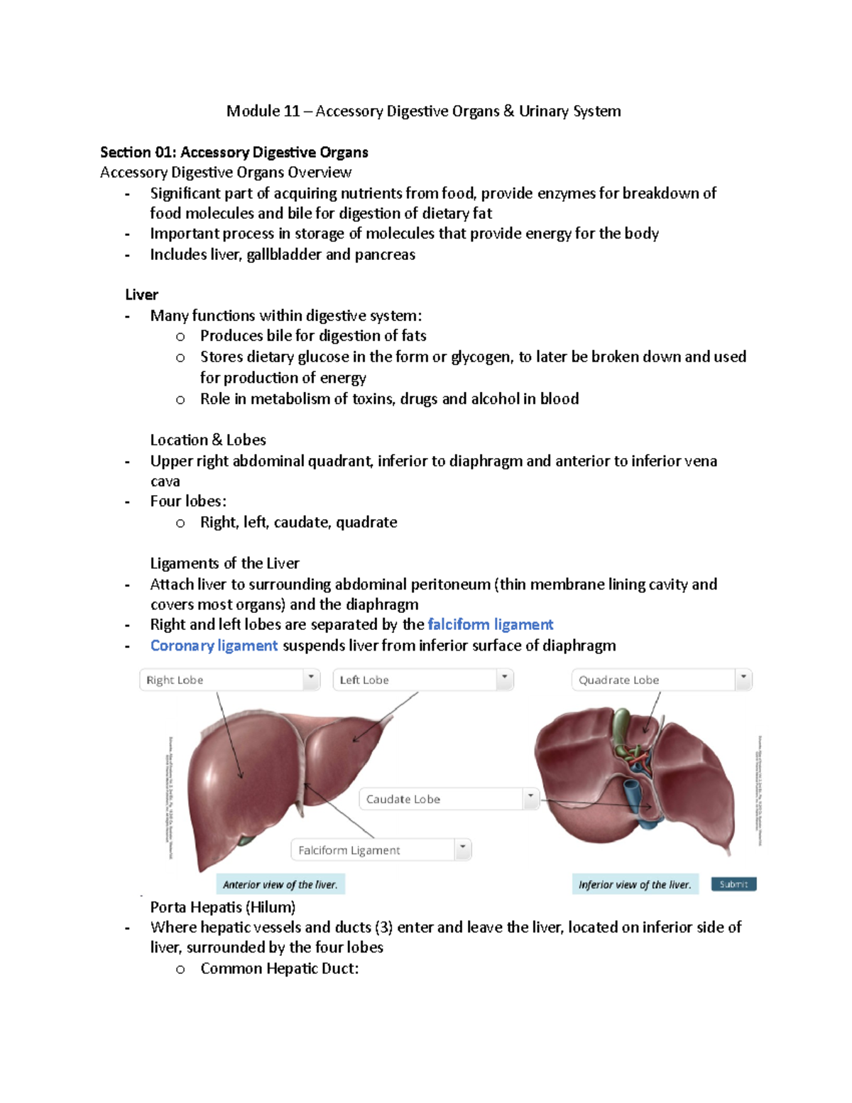 Module 11 Accessory Digestive Organs and Urinary System Module 11