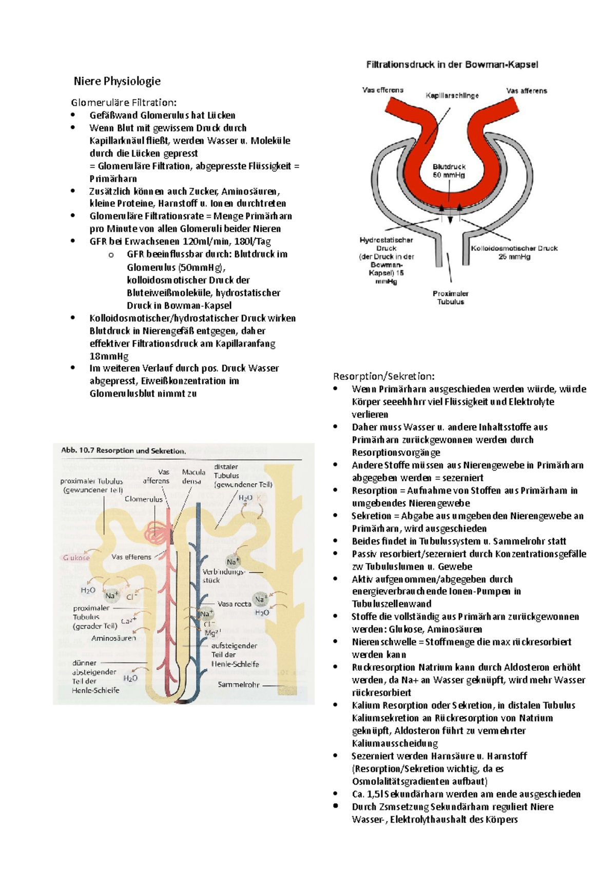 Niere Physiologie Niere Physiologie Glomeruläre Filtration Gefäßwand