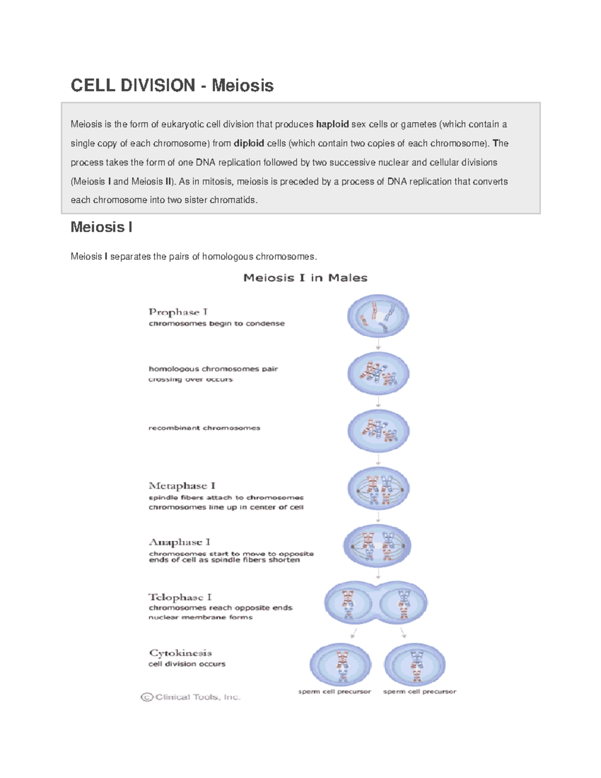 Cell Division - Cell Cycle Meiosis - CELL DIVISION - Meiosis Meiosis is ...