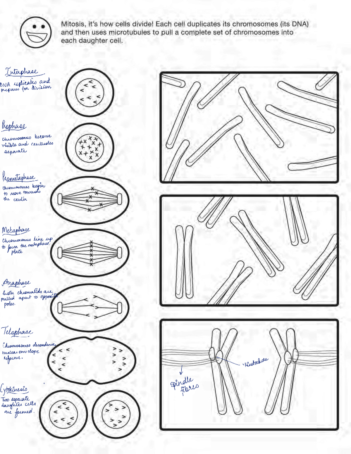 Mitosis Cell Bio Activity 240328 230352 - Sc Biol 2021 - Studocu