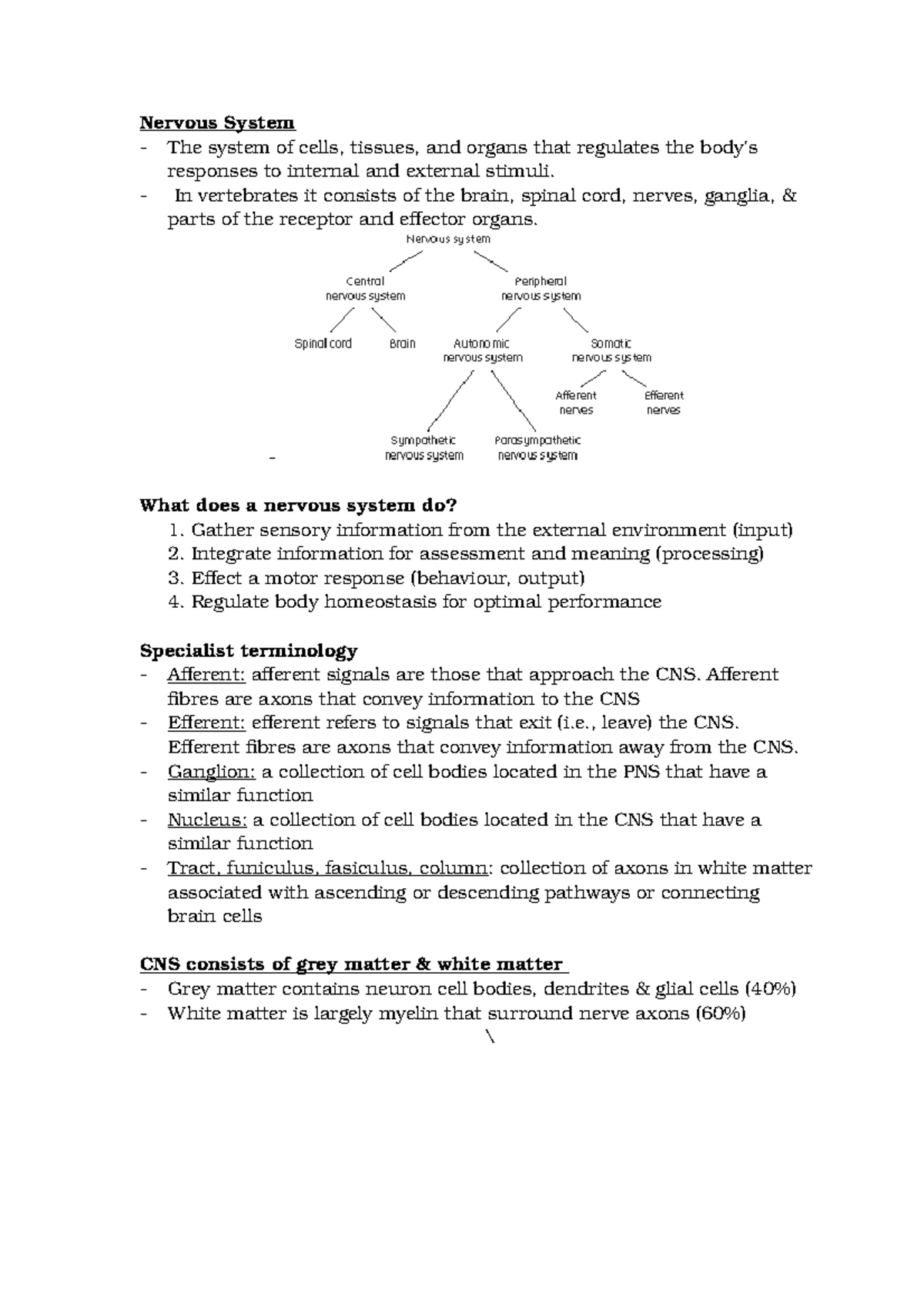 Nervous System - Summary Introduction To Anatomy - Nervous System The ...