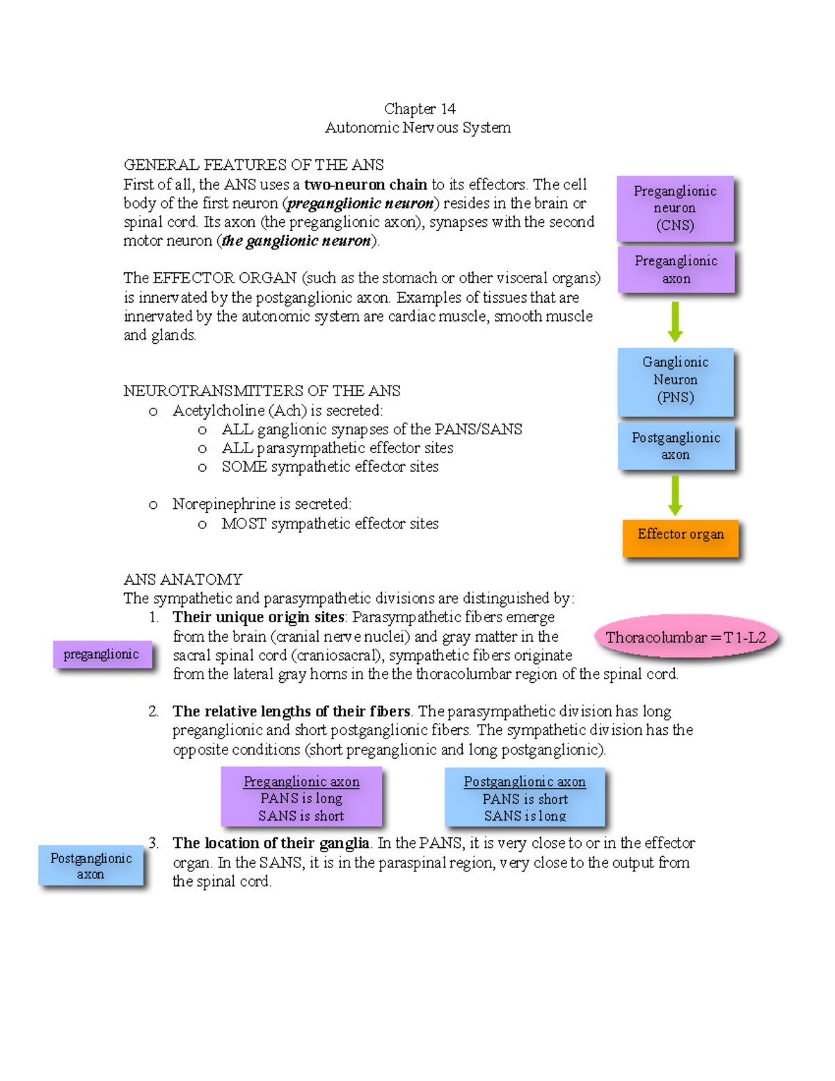 Automatic nervous system - Preganglionic neuron (CNS) Ganglionic Neuron ...