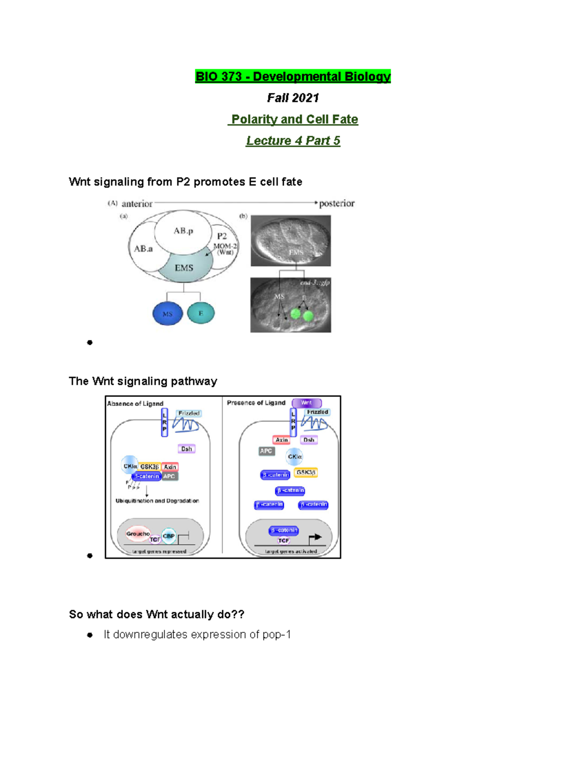 BIO 373 Lecture 4 Part 5 - Fall 2021 - BIO 373 - Studocu