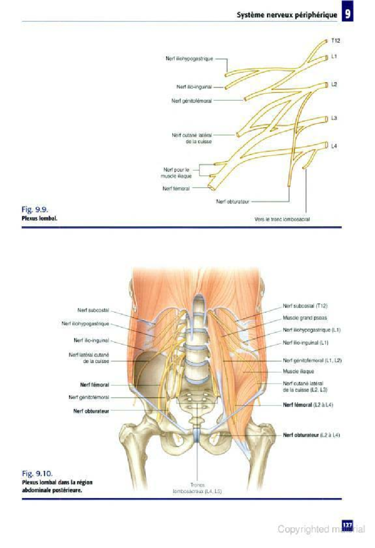 Anatomie 8 - Cours - Studocu