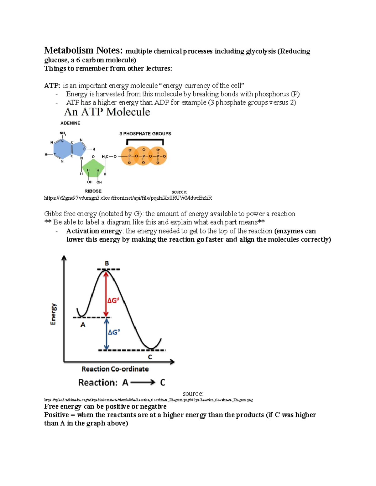 Notes Week 2 1 Goes Over Glycolysis The Krebs Cycle Oxidative Phosphorylation The Light Studocu