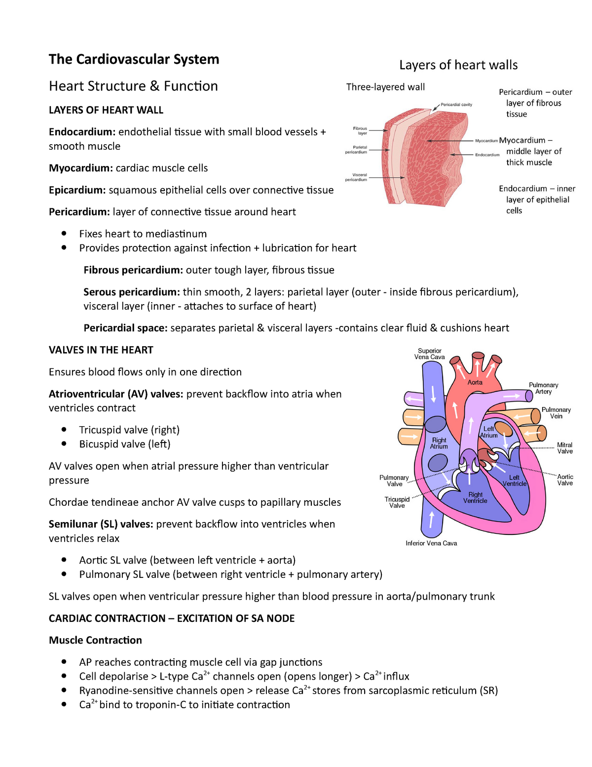 Mmed2931 Cardiovascular System Summary The Cgp A Level Chemistry For