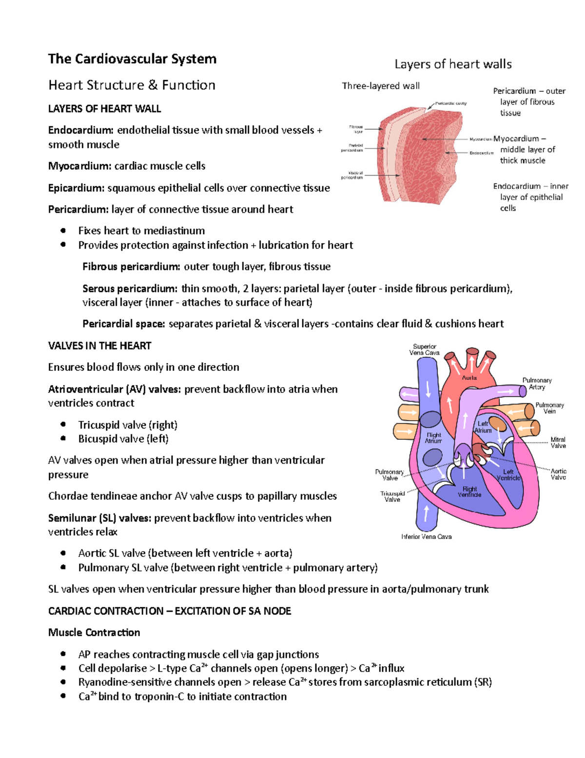 MMED2931 Cardiovascular System Summary The Cardiovascular System