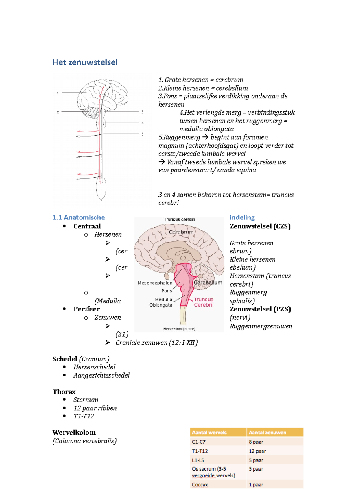 Het Zenuwstelsel - Het Zenuwstelsel Grote Hersenen = Cerebrum 2 ...