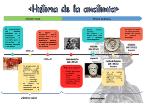 linea de tiempo anatomia humana por años en los que fueron descubiertos c Anatom í a D