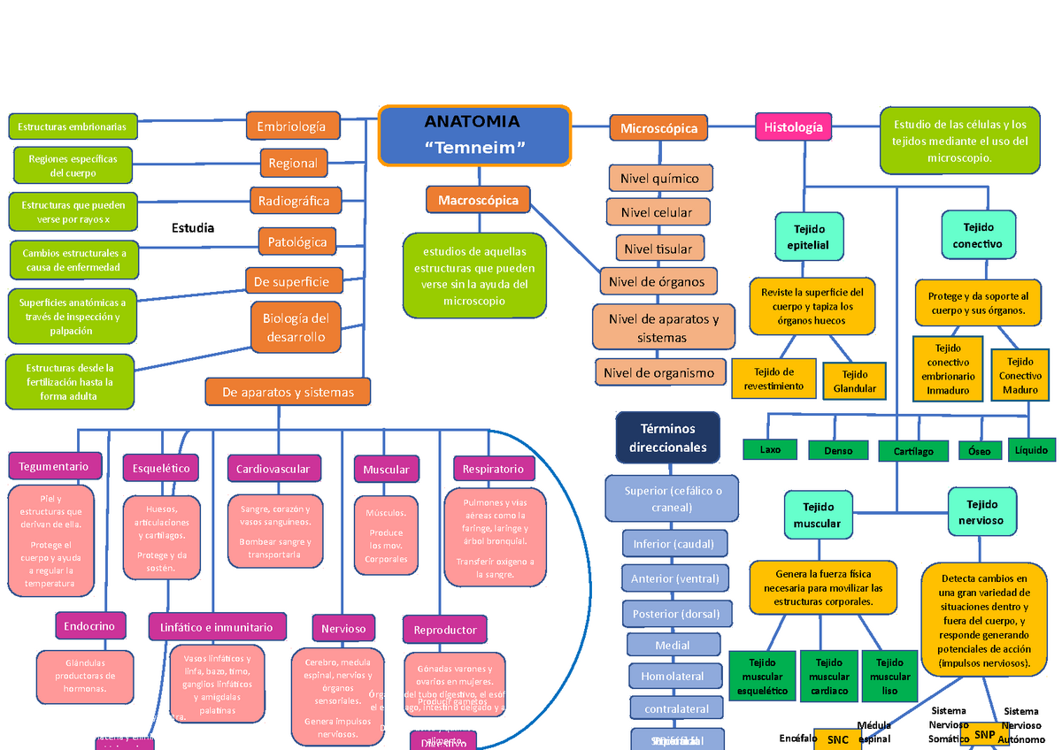 Mapa conceptual Anatomia - Estudia Digesivo SNC Reproductor Gónadas varones  y ovarios en mujeres. - Studocu