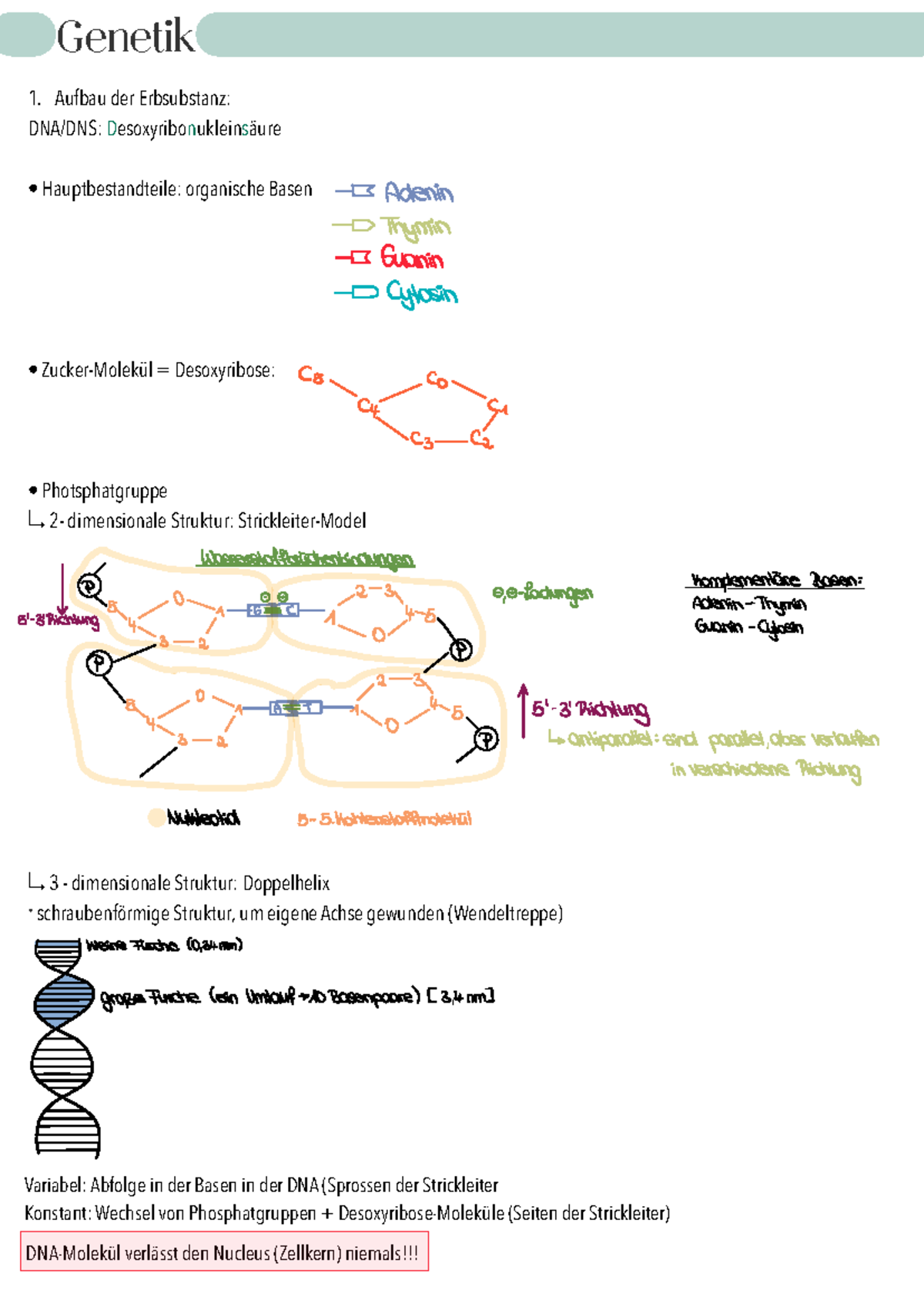 Bio Lernzettel Genetik - Genetik Aufbau Der Erbsubstanz: DNA/DNS ...