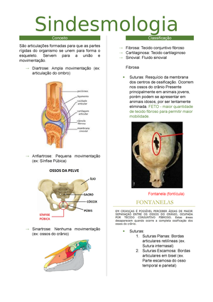 Osteologia e sindesmologia