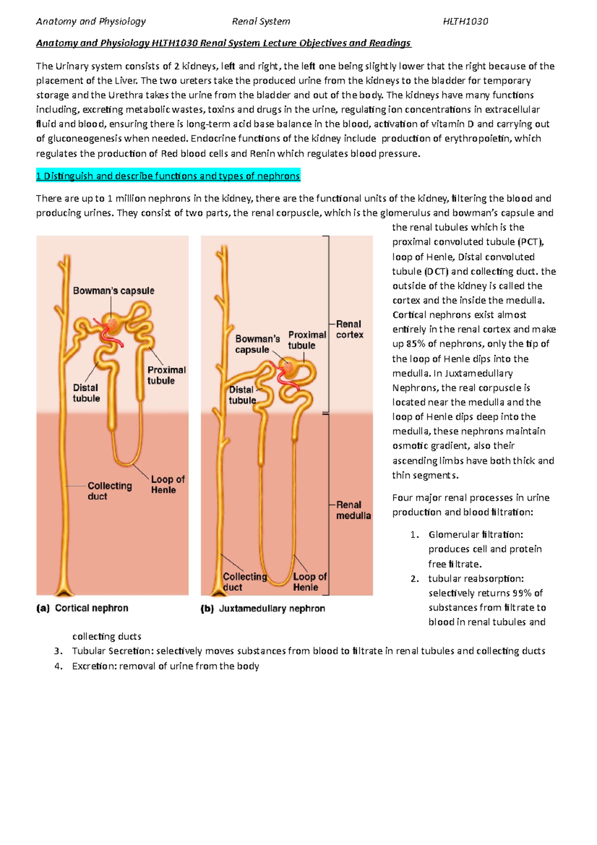 Renal System - Lecture Objectives - Anatomy And Physiology HLTH1030 ...