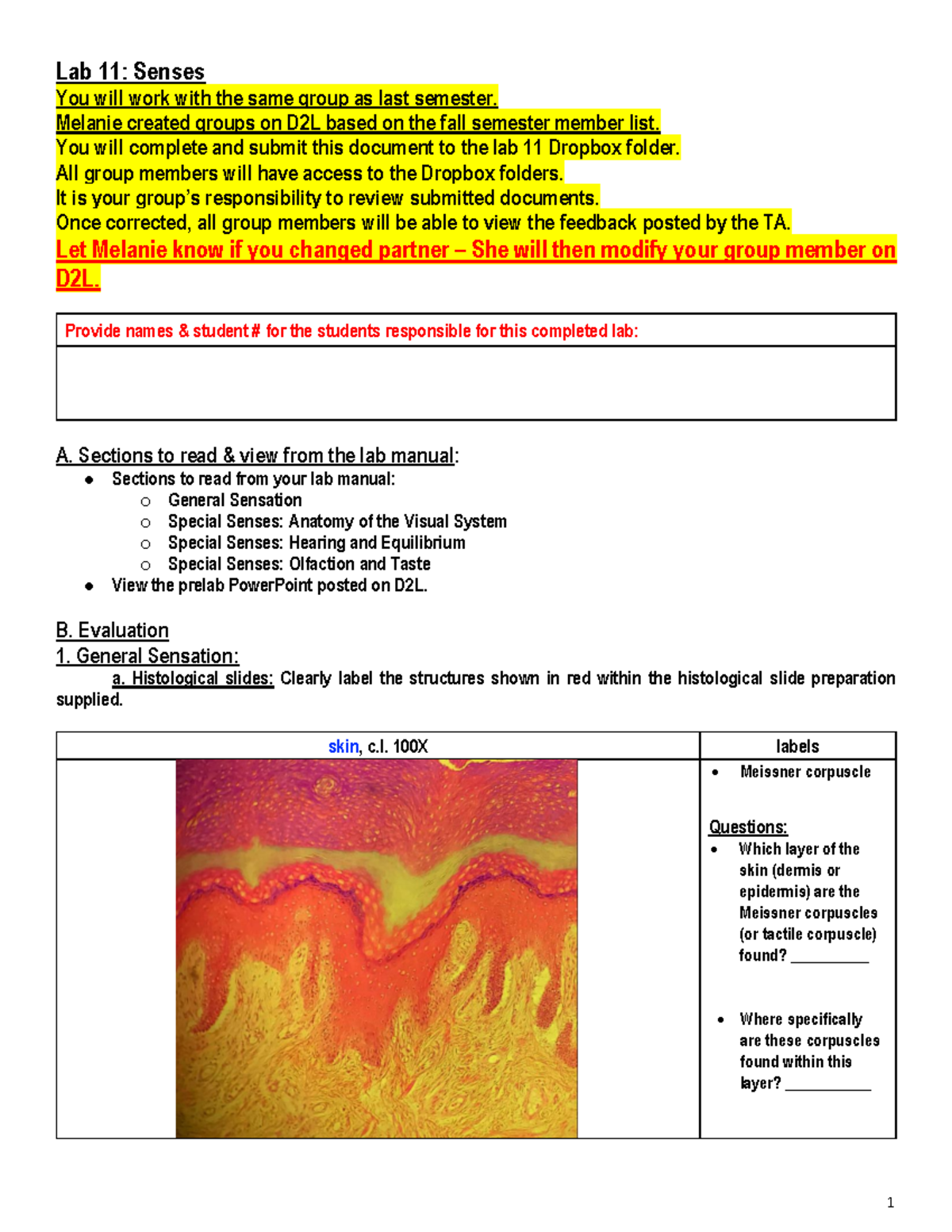 Lab 11 for diversity of animals - Lab 11 : Senses You will work with ...