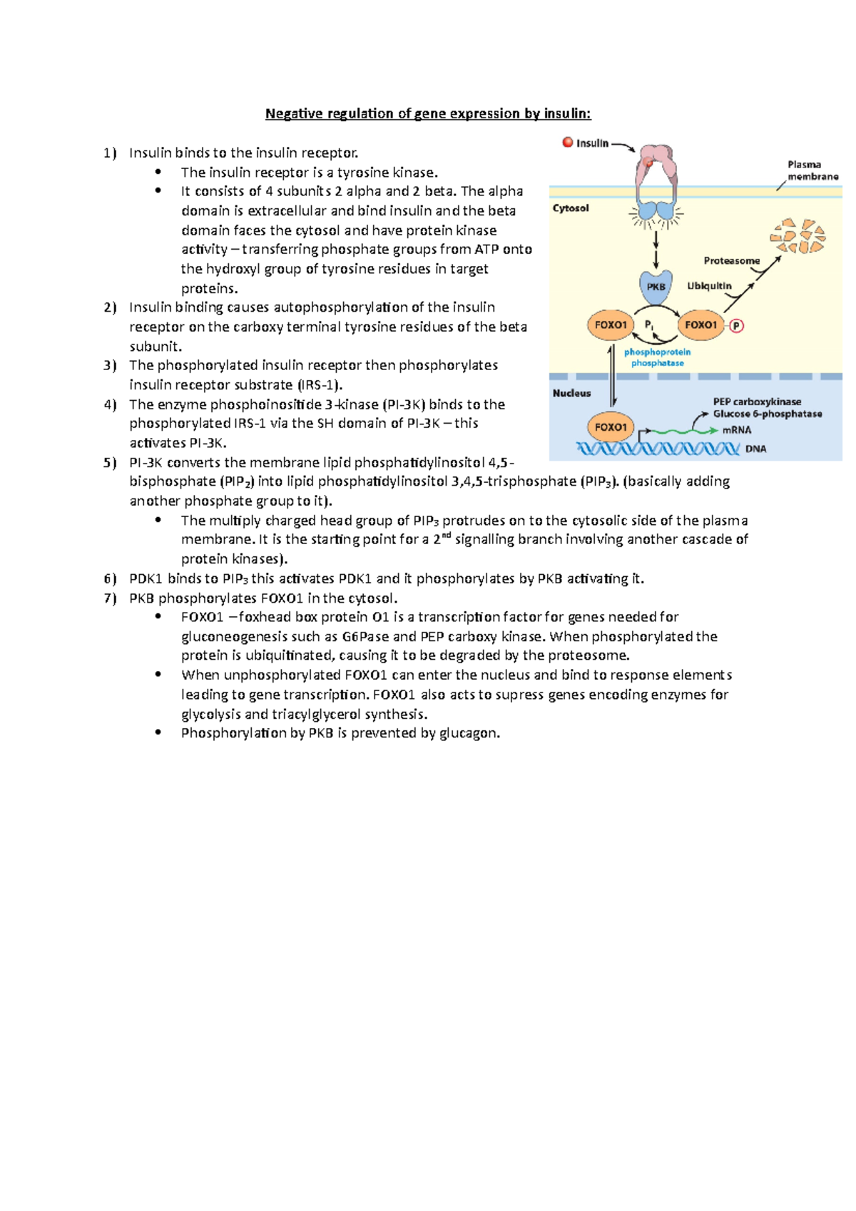 Negative regulation of gene expression by insulin - The insulin ...