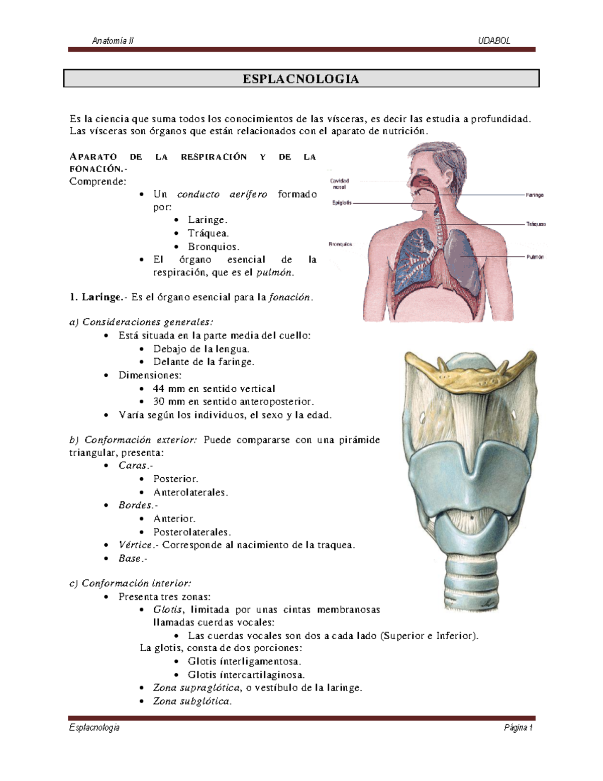 Anatomía- Esplacnología - ESPLACNOLOGIA Es La Ciencia Que Suma Todos ...