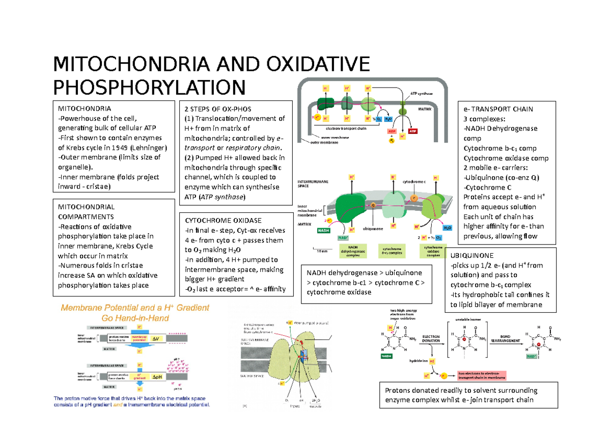 Mitochondria AND Oxidative Phosphorylation - MITOCHONDRIA AND OXIDATIVE ...