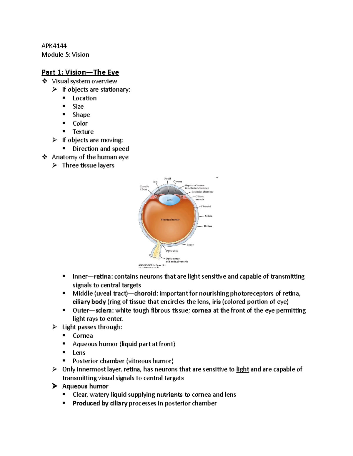 Movement Neuroscience, Module 5 Lecture Notes - APK4144 Module 5 ...