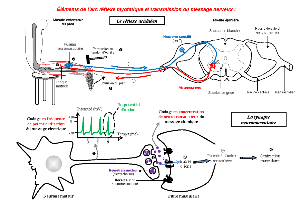 128427729 - Beau - Éléments De L’arc Réflexe Myotatique Et Transmission ...