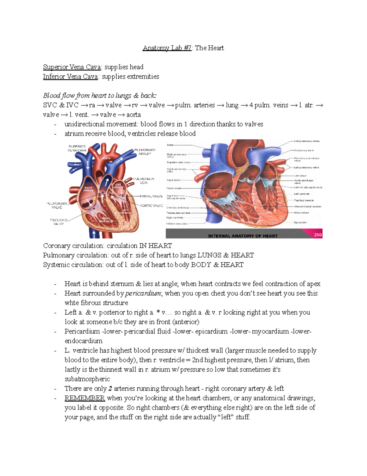 PHSC2302 Anatomy Lab #7 - Anatomy Lab #7: The Heart Superior Vena Cava ...